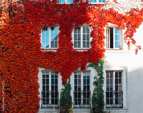 windows of a townhouse surrounded by ivy © Elninho