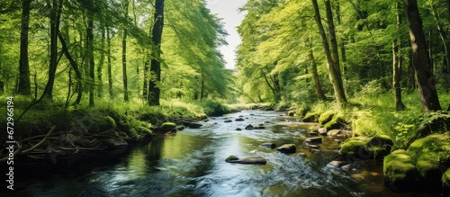 A summer day in the forest hosts a petite stream