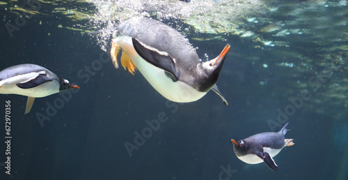 Penguins swimming in sea