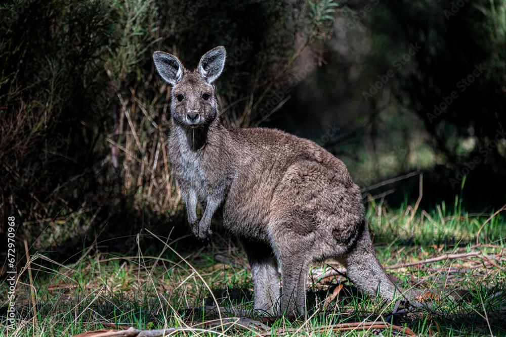 Juvenile Eastern Grey Kangaroo eating grass Juvenile Eastern Grey Kangaroo eating grass