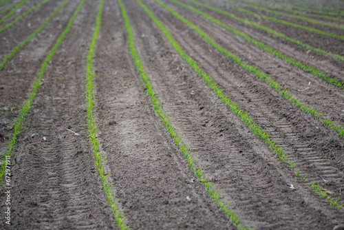 Corn emerging in the field. Small corn plants, saturated green in color. Moist and fertile soil in the field.