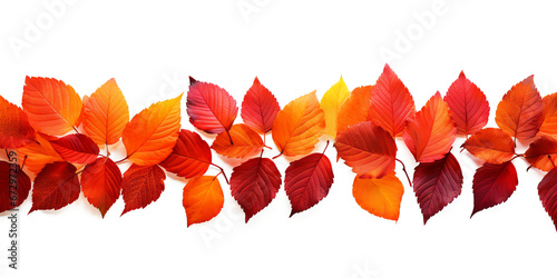 red and orange autumn leaves foliage border isolated on transparent background
