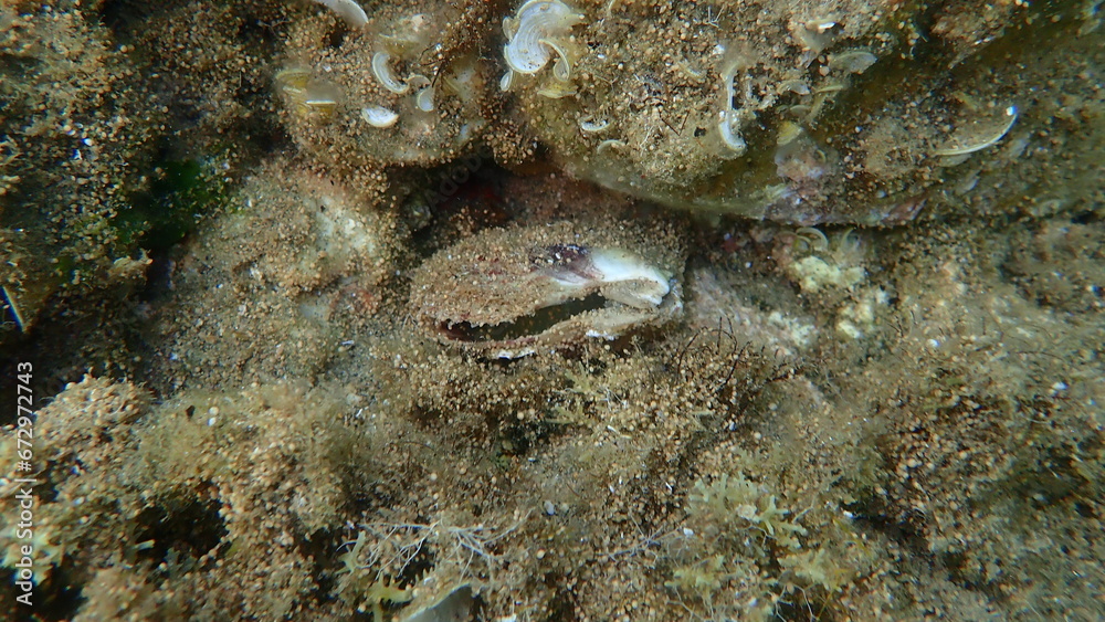 Dead bivalve mollusc European flat oyster or common oyster (Ostrea edulis) undersea, Aegean Sea, Greece, Halkidiki
