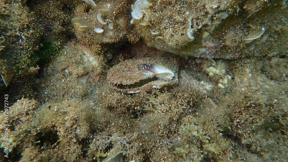 Dead bivalve mollusc European flat oyster or common oyster (Ostrea edulis) undersea, Aegean Sea, Greece, Halkidiki
Dead bivalve mollusc European flat oyster or common oyster (Ostrea edulis) undersea, Aegean Sea, Greece, Halkidiki