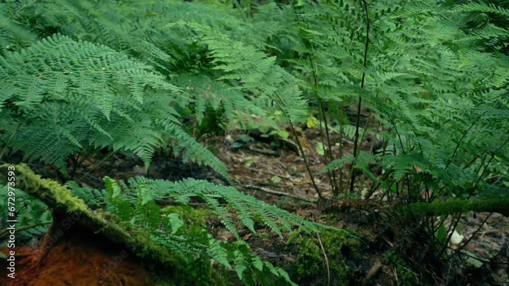 Animal POV Moving Through Ferns In The Woods Animal POV Moving Through Ferns In The Woods