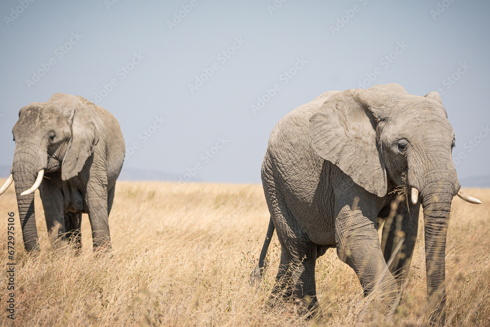 Portrait of african elephants (loxodonta africana) walking through the great savanna of Serengeti National Park, Tanzania