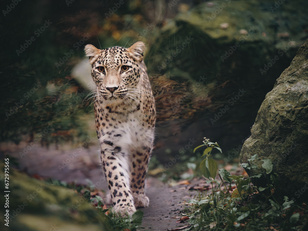 Obraz premium Tierportrait - Persischer Leopard (Panthera pardus tulliana) läuft in einem Freigehege