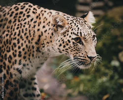 Close Up - Persischer Leopard (Panthera pardus tulliana) in einem Freigehege