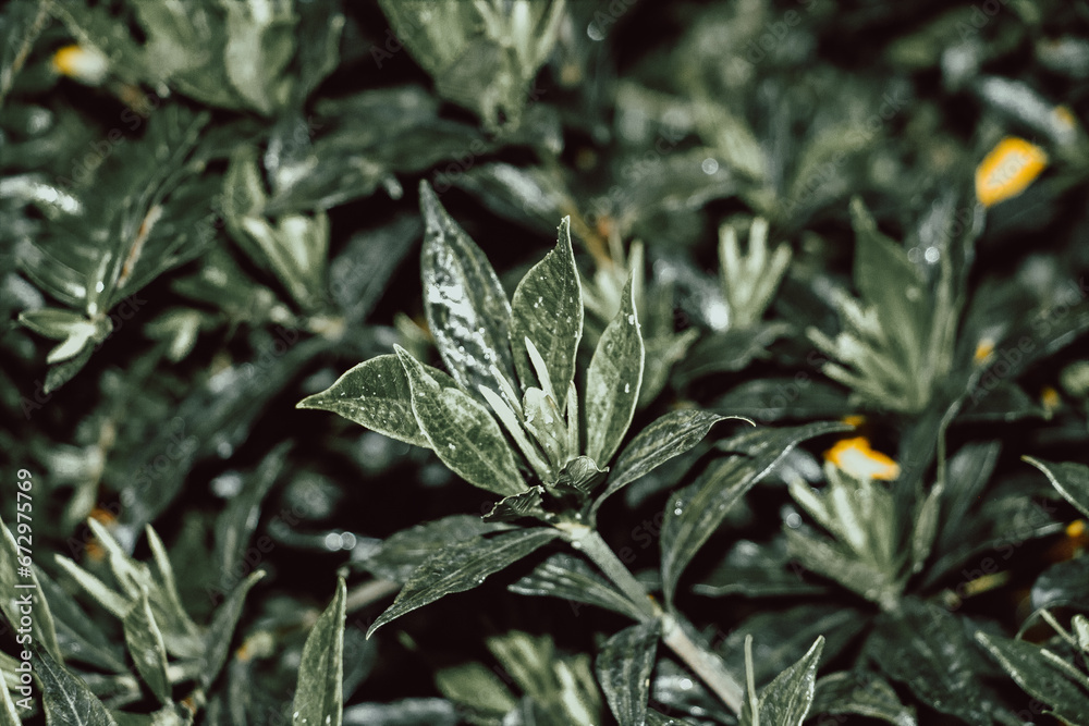 A close up of a green plant A close up of a green plant