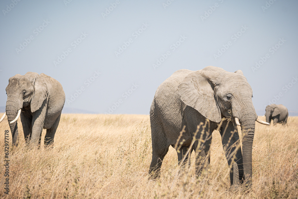 Portrait of african elephants (loxodonta africana) walking through the great savanna of Serengeti National Park, Tanzania Portrait of african elephants (loxodonta africana) walking through the great savanna of Serengeti National Park, Tanzania