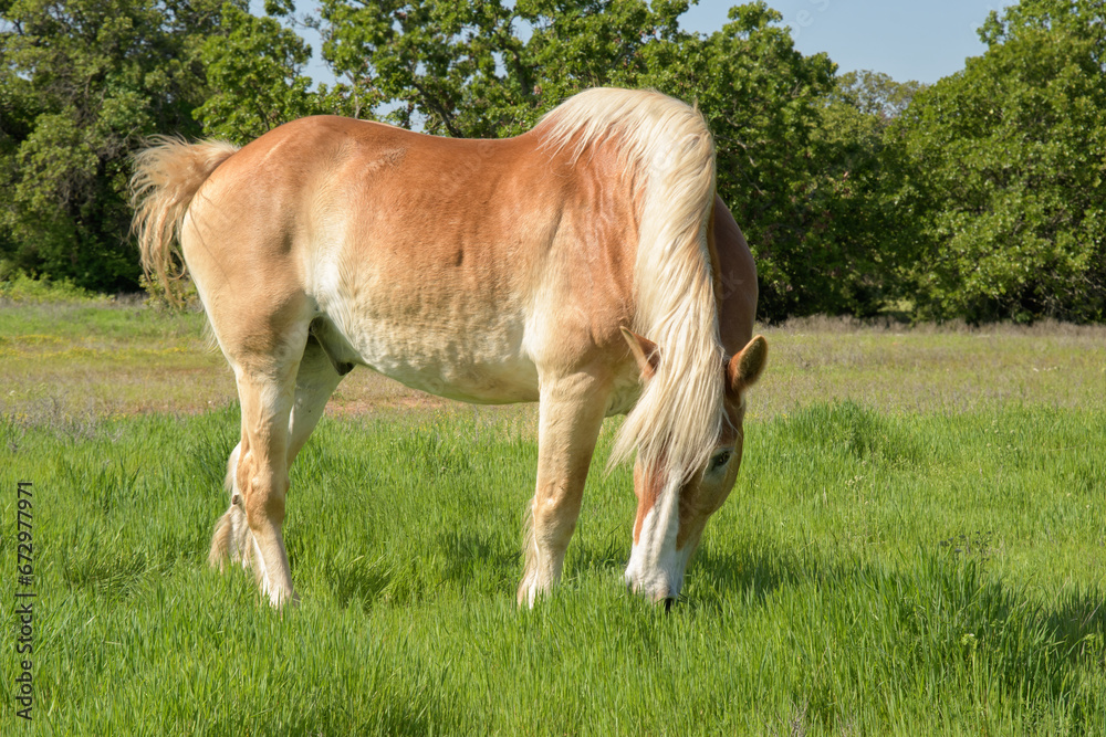 Belgian draft horse grazing in lush green grass in a sunny summer pasture Belgian draft horse grazing in lush green grass in a sunny summer pasture