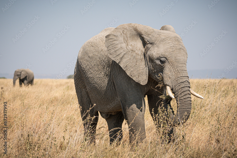 Portrait of african elephants (loxodonta africana) walking through the great savanna of Serengeti National Park, Tanzania Portrait of african elephants (loxodonta africana) walking through the great savanna of Serengeti National Park, Tanzania