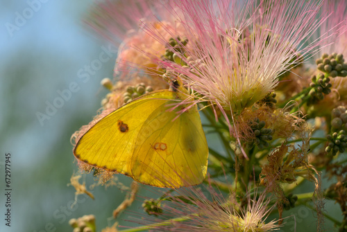 Brilliant yellow Cloudless Sulphur butterfly feeding on pink fuzzy flowers of Persian Silk tree photo