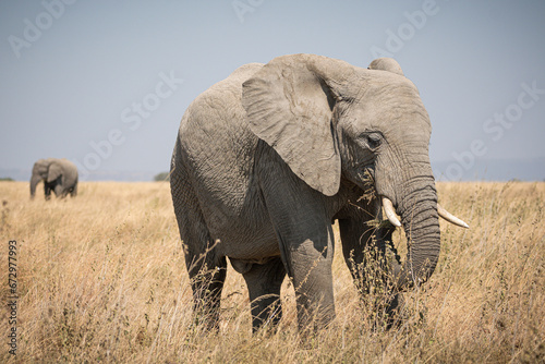Portrait of african elephants (loxodonta africana) walking through the great savanna of Serengeti National Park, Tanzania