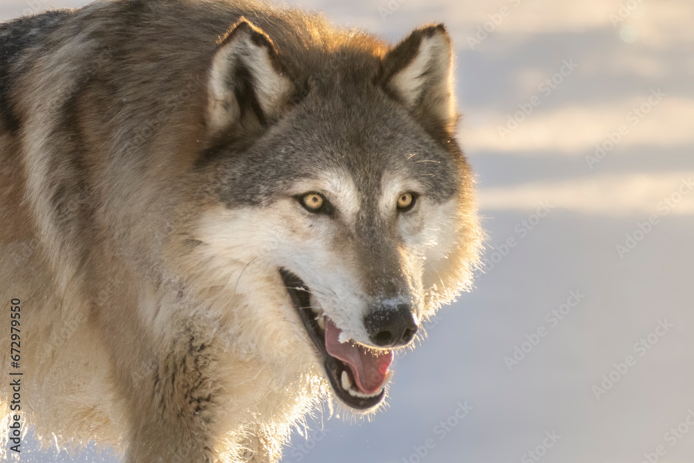 Wiley, witty, and wild, The Wolf. Adult male Gray Wolf (Canis lupus) native to North America. Bright orange and golden sunlight illuminate the canine. Taken in controlled conditions