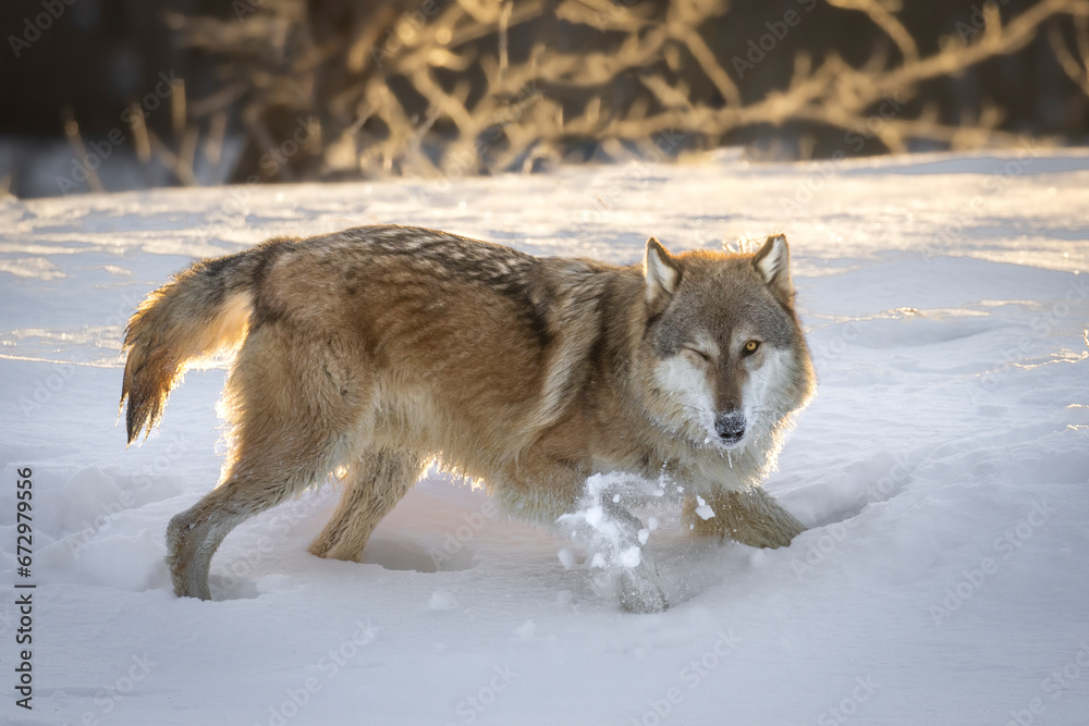 Obraz premium Wolf's Wink. North American Gray Wolf (Canis Lupus) romps through thick piles of fresh snow. Fiery sunlight hits the winter scene and illuminates the canine. Taken in controlled conditions