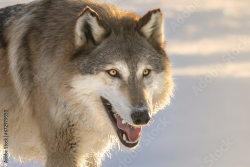 Wiley, witty, and wild, The Wolf. Adult male Gray Wolf (Canis lupus) native to North America. Bright orange and golden sunlight illuminate the canine. Taken in controlled conditions