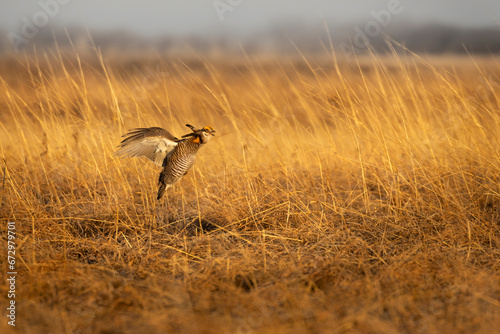 Lift off in grassland, Male Prairie Chicken (Tympanuchus cupido) beats its robust wings to get airborn in the warm dawn sunlight. Spring his here when the fowl gather to lek in North America photo