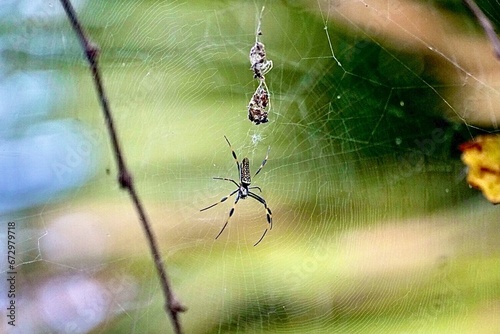 a spider sitting on its back and its web hanging from the side