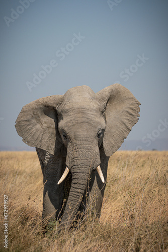 Portrait of african elephants (loxodonta africana) walking through the great savanna of Serengeti National Park, Tanzania