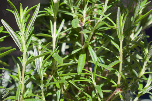 fresh growing rosemary herb plant pattern and texture close up