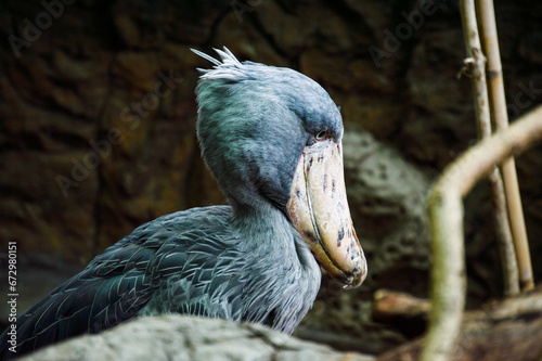 Shoebill bird