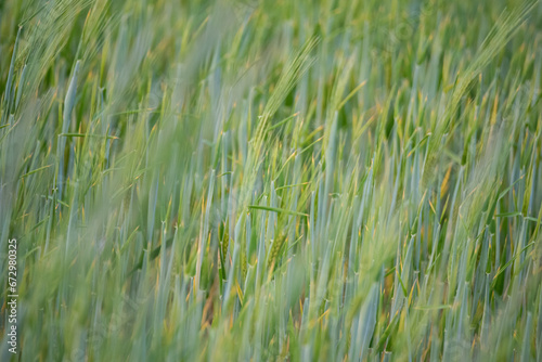 Barley in the field. Green ears of barley in the spring field. Cereal plants waving in the wind.