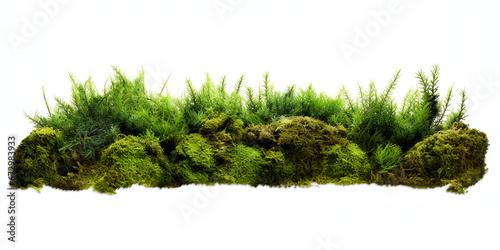 green grass and moss isolated on transarent background