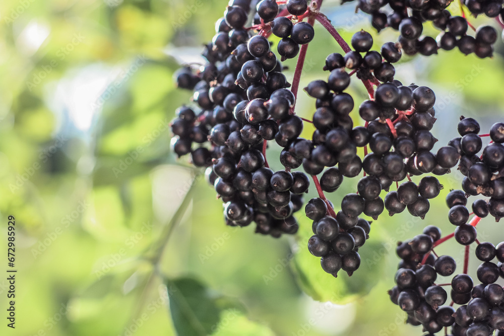 Elderberry plant – fruiting buds black, ready to pick 