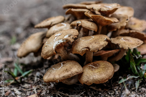 Large brown mushrooms on the forest floor 