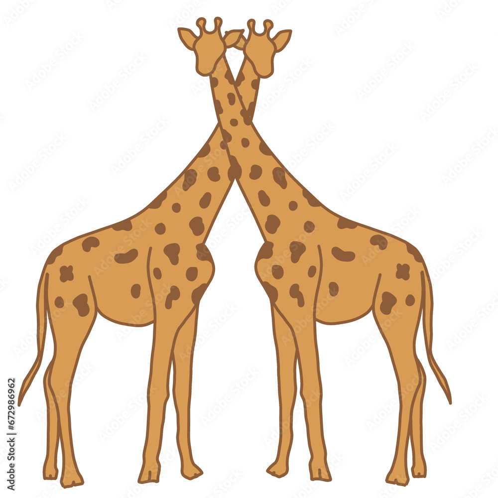 Fototapeta premium Giraffe couple
