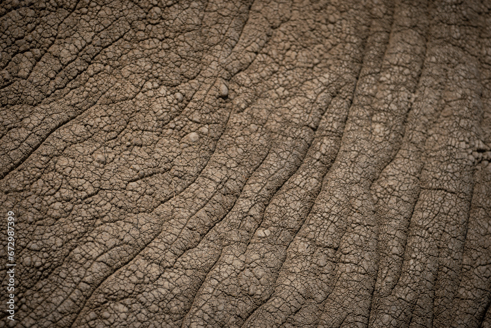The skin of a big african elephant (loxodonta africana) in the savanna of Serengeti National Park, Tanzania. The skin of a big african elephant (loxodonta africana) in the savanna of Serengeti National Park, Tanzania.