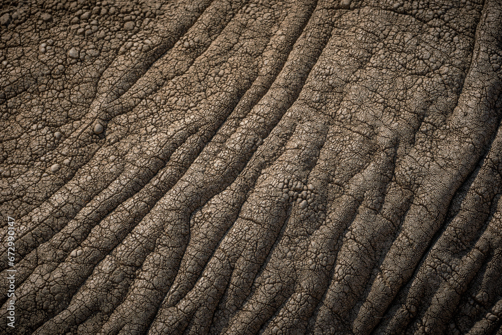 Fototapeta premium The skin of a big african elephant (loxodonta africana) in the savanna of Serengeti National Park, Tanzania.