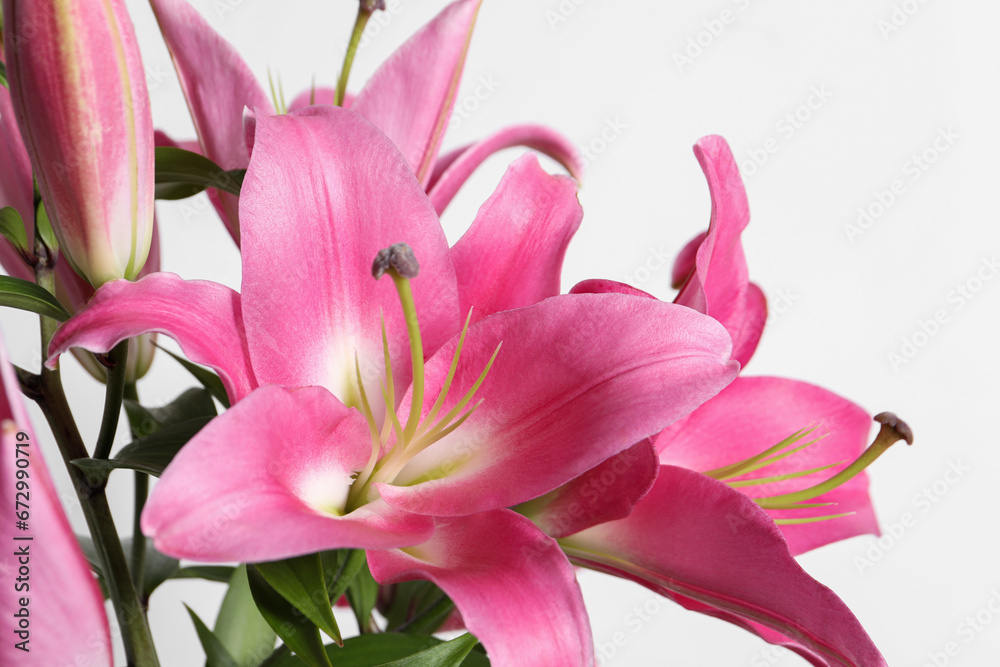 Beautiful pink lily flowers on white background, closeup