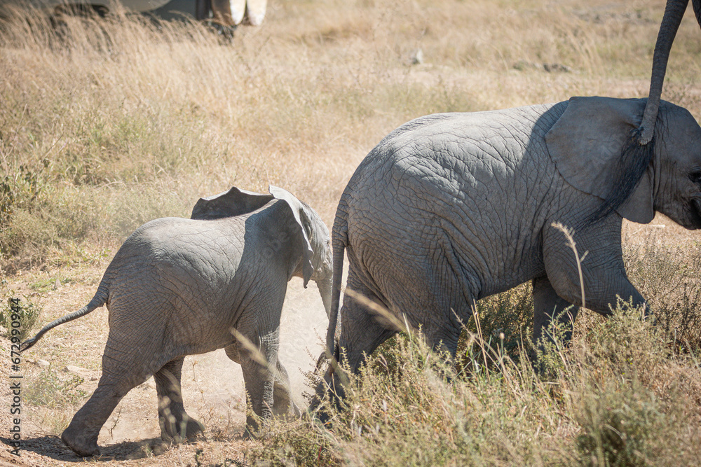 Fototapeta premium Portrait of a baby african elephant (loxodonta africana) walking with his family through the great savanna of Serengeti National Park, Tanzania
