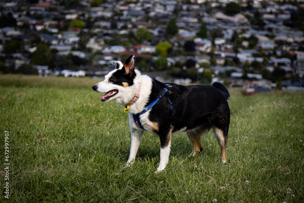 Border Collie Dog looking into the distance