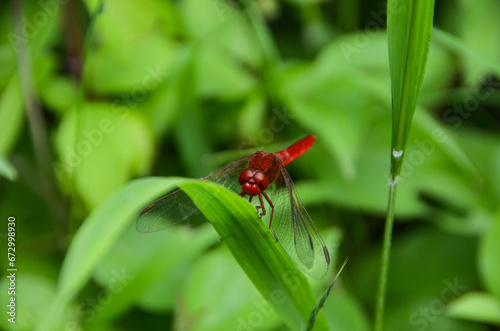 rote Libelle