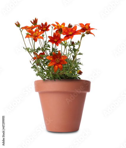 Beautiful bidens ferulifolia in terracotta flower pot isolated on white photo