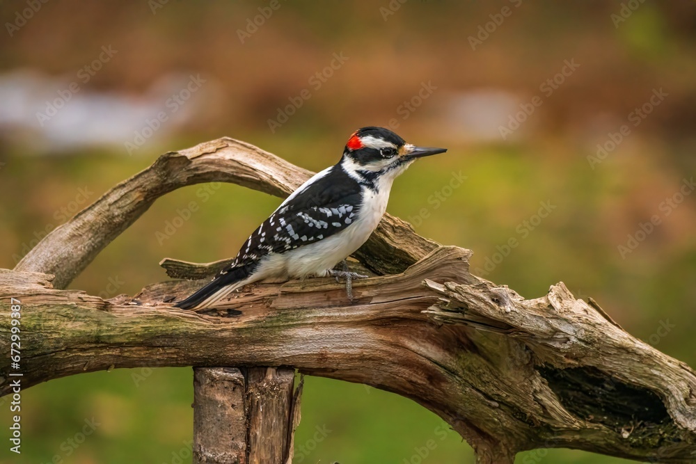 Hairy Woodpecker perched on a branch Hairy Woodpecker perched on a branch