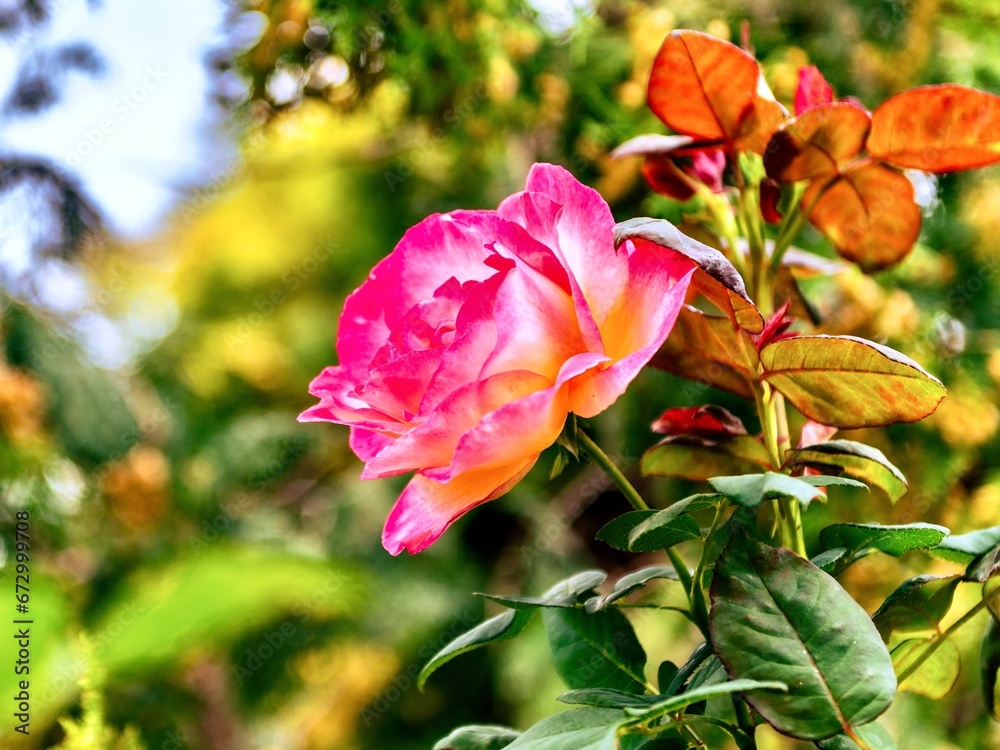 Beautiful  rose with green leaves in the garden on a sunny day, Poland.