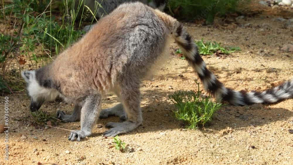 Close up of a ring-tailed lemur sitting around and eating weeds. Close up of a ring-tailed lemur sitting around and eating weeds.