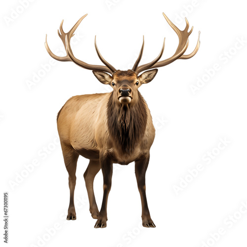 Real Bull Elk isolated on white 