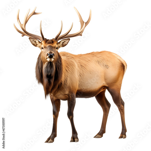 Real Bull Elk isolated on white  © Nopadol