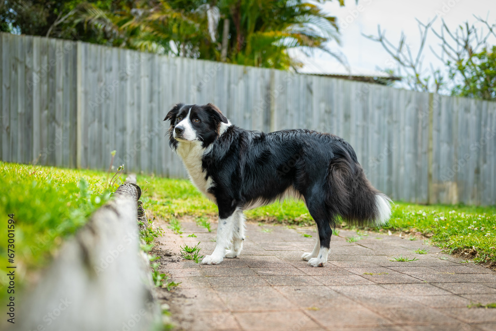 Portrait of a beautiful Border Collie male puppy standing in the garden