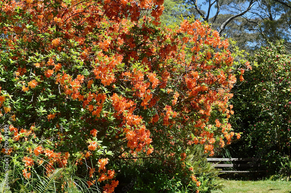 Naklejka premium a colorful flower garden in front of a tree