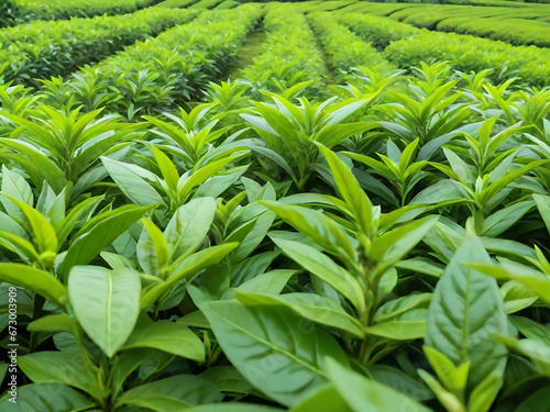 Green tea leaf background in tea plantations