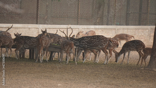 group of giraffes