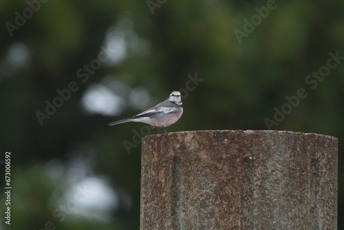 white wagtail in a field