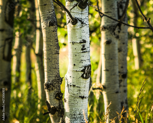 Close up of Aspen in Grove