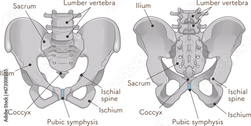 骨盤、pelvis、寛骨、ilium、仙骨、sacrum、坐骨、ischium、イラスト、illustration